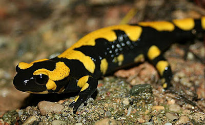 Salamandra común 