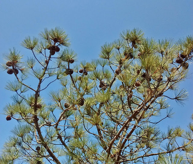 Torrey Pine tree