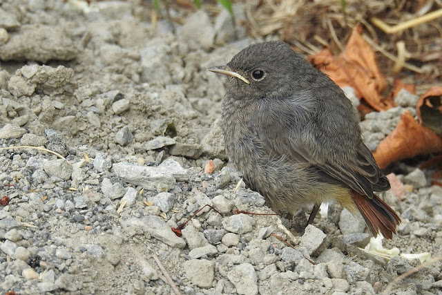 Young Bird P900 Nikon Camera Sample-Image-Birding