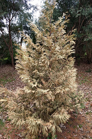 brown, dried arborvitae bush in yard with different kinds of trees in the background