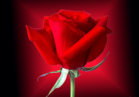Red Rose