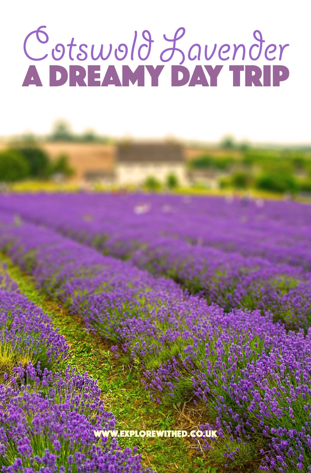 A Dreamy Day Trip to Cotswold Lavender Farm Explore With Ed Wales