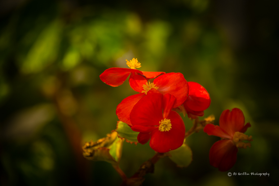 Our Eyes Upon Missouri Versailles Florist and Greenhouse, Versailles