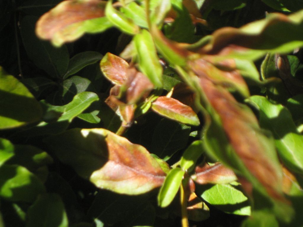 Xtremehorticulture of the Desert Viburnum Leaf Browning Probably NOT