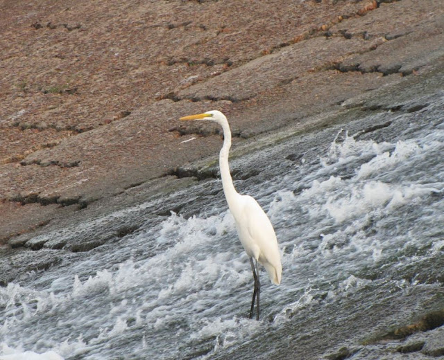 Great White Egret