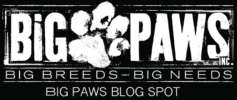 Big Paws Blog Spot 