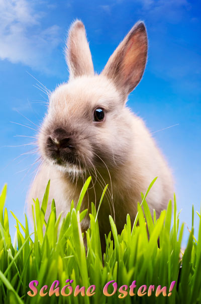 Osterbilder: Februar 2013