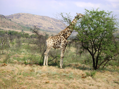 żyrafa w parku Pilanesberg w RPA