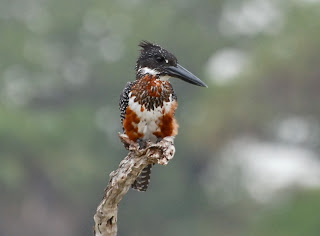 Giant Kingfisher