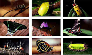 Visión de los insectos