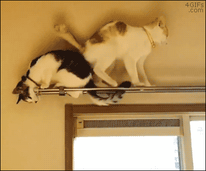 Funny cats - part 249, best cute cat gif, funny cat gifs