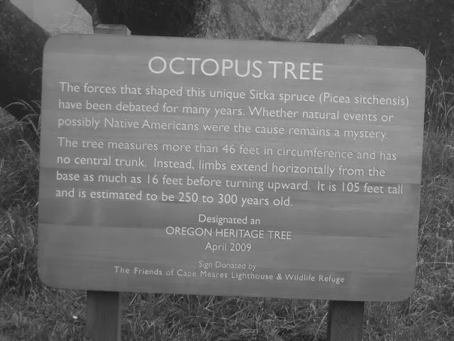 Octopus Tree oregon A.S