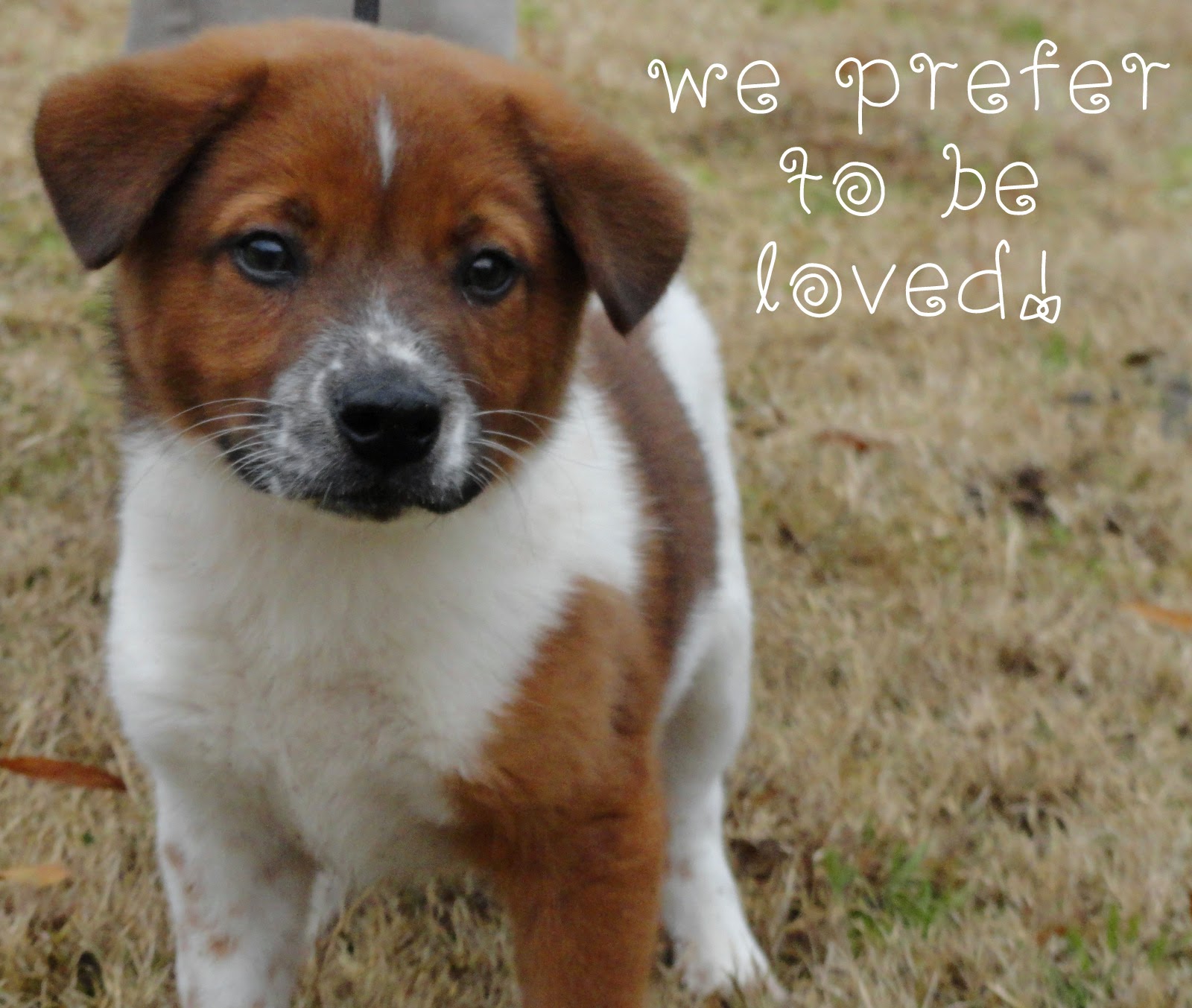 makeup-mutts-animal-testing