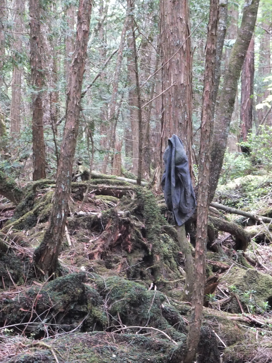 Spatium Arcanum Aokigahara Japonski Las Samobojcow Zdjecia