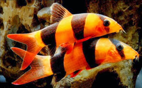 Ikan Botia Botia Macracantha Biota Dunia Perairan