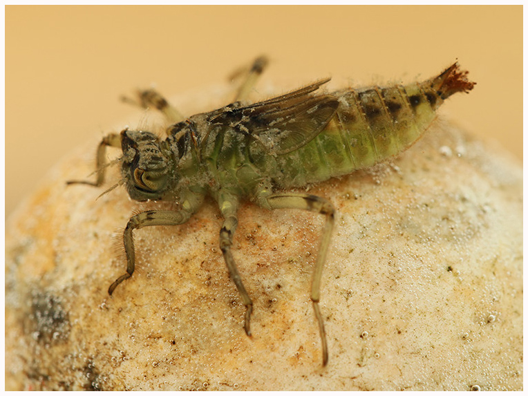 Kent Dragonflies Black tailed Skimmer (Orthetrum cancellatum) Nymph 22mm