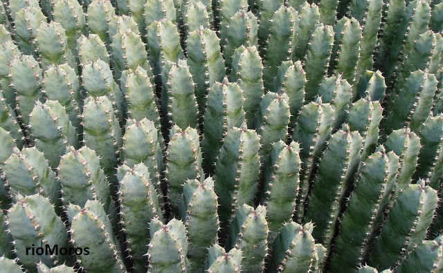  Cardón de Marraquech Euphorbia resinifera