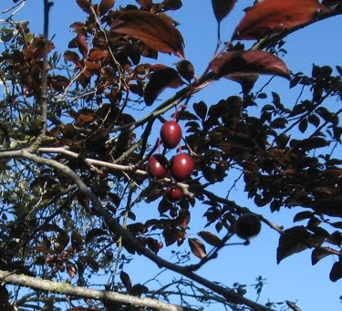 baby plums on the tree