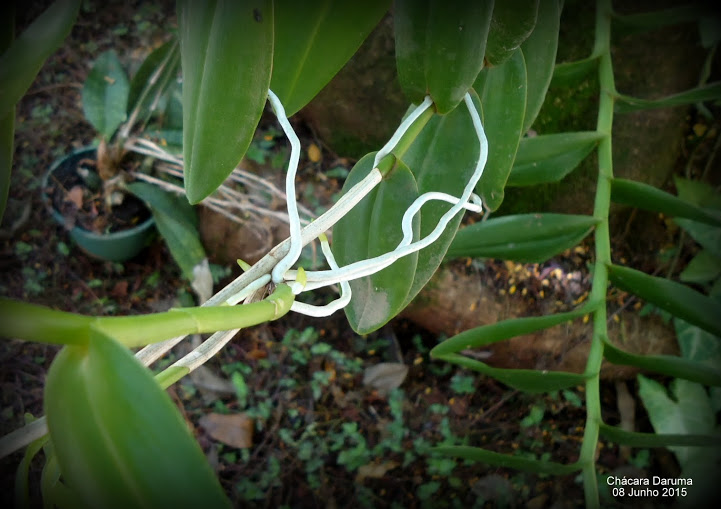 Meu Cantinho Verde: ORQUÍDEA-CRUCIFIXO, ORQUÍDEA-ESTRELA-DE-FOGO - (  Epidendrum radicans )