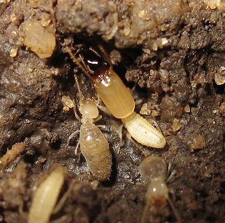 Soldier and worker of Discuspiditermes nemorosus