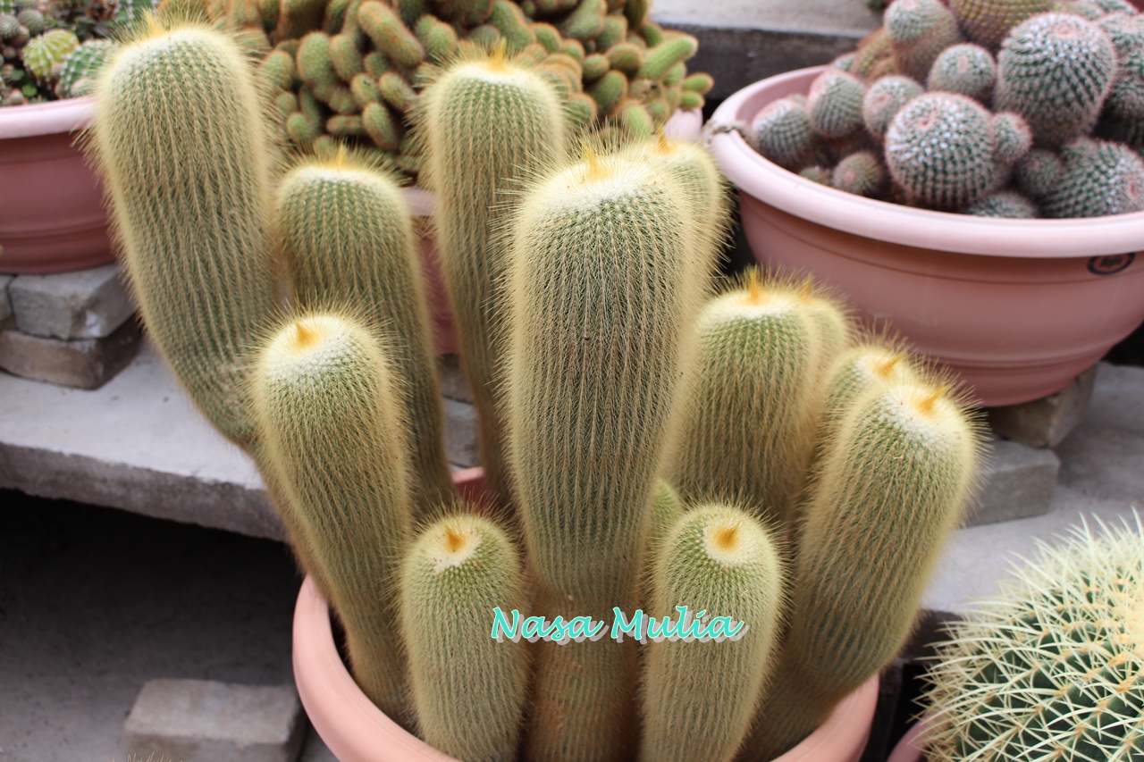 warna warni hidupku..............: Kaktus dan kroninya....