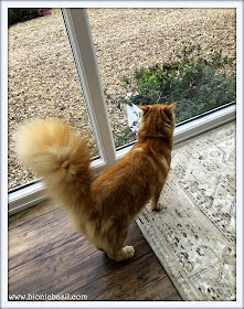 Fudge's Magnificently Epic Floof Selfie on The Sunday Selfies Blog Hop@BionicBasil®