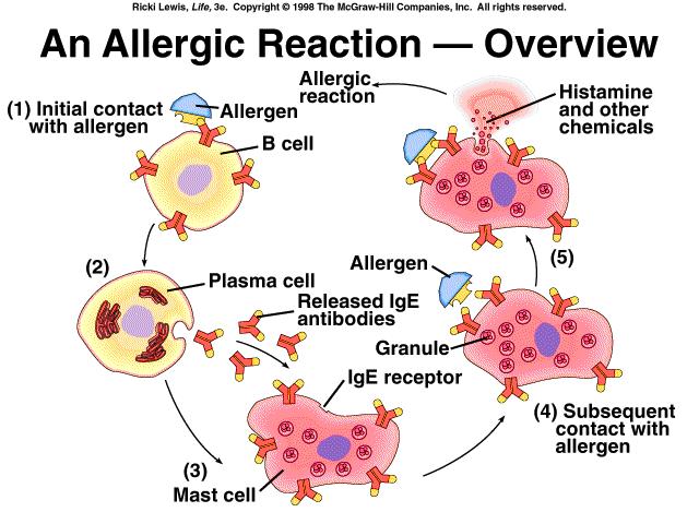 Leukotriene Receptor Antagonists (LTRAs) - Other Medicines ...