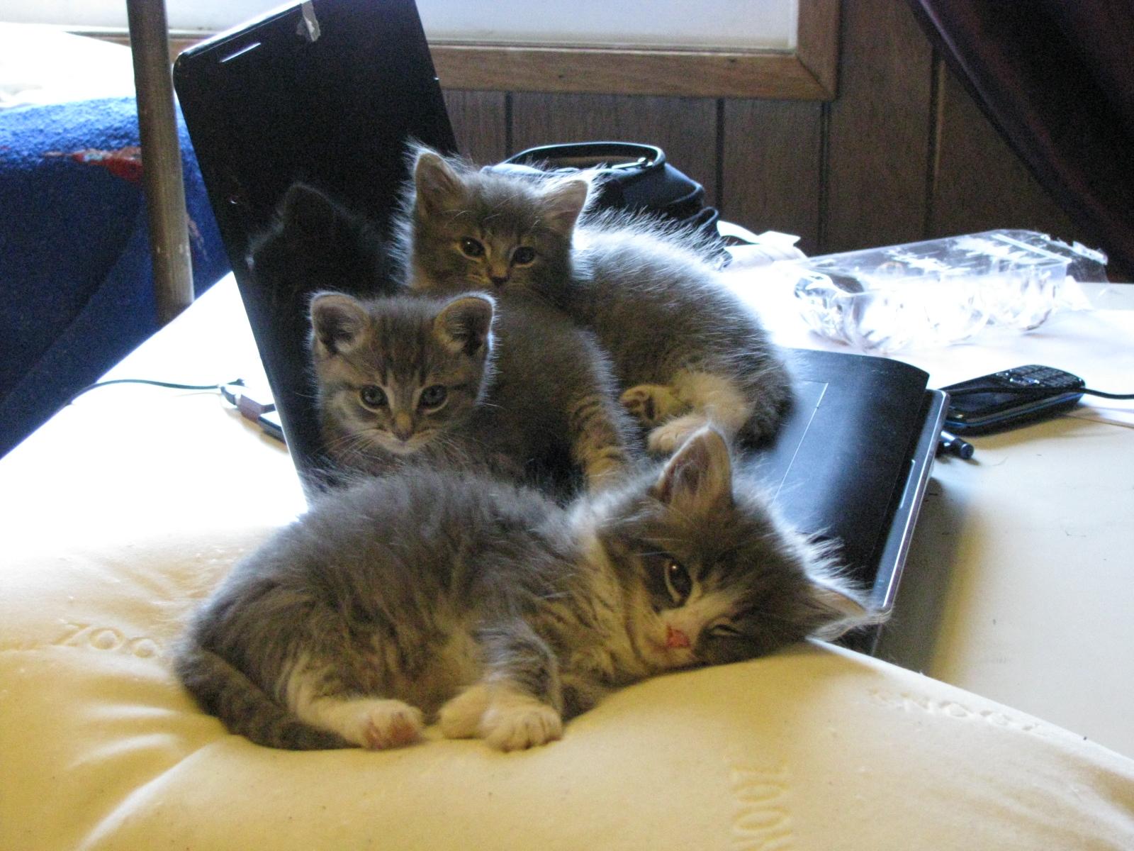 ひげ翻訳者のイングリッシュルーム 英語で 世界最長寿の猫コーデュロイくんから猫が長生きする秘訣を知る