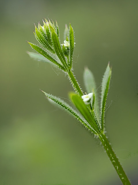 CLose up of cleavers showing tiny white flowers almost hidden by leaves