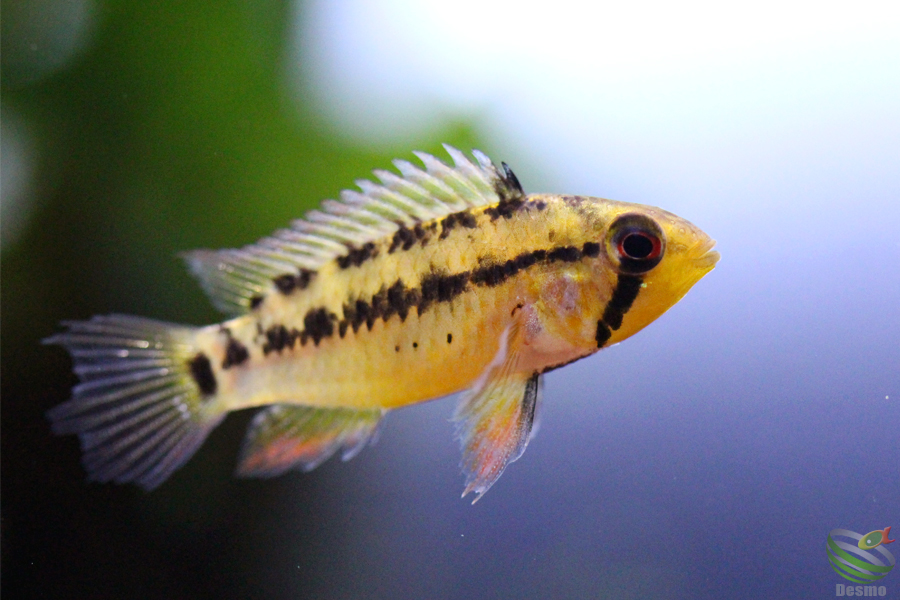 5月 2015 アピストグラマに魅せられて