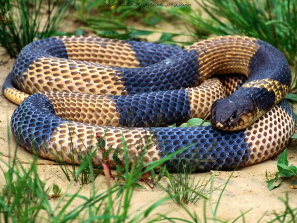 Snake wallpapers hd | Google HD images
