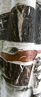 Ecorce, plan d'activité, Pont du Fossé, malooka