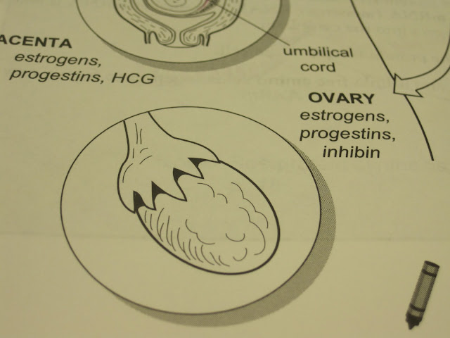Anatomy and Physiology 2 Eportfolio: The Endocrine System & It's Hormones