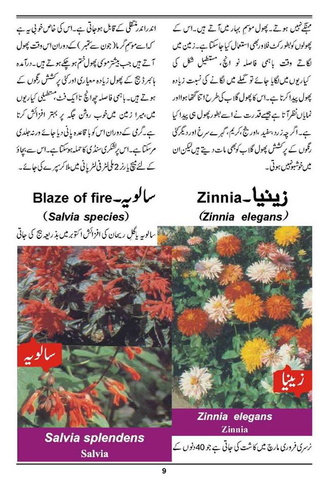 How to Grow Outdoor & Indoor Plants & Flowers Urdu Guide Noons.info