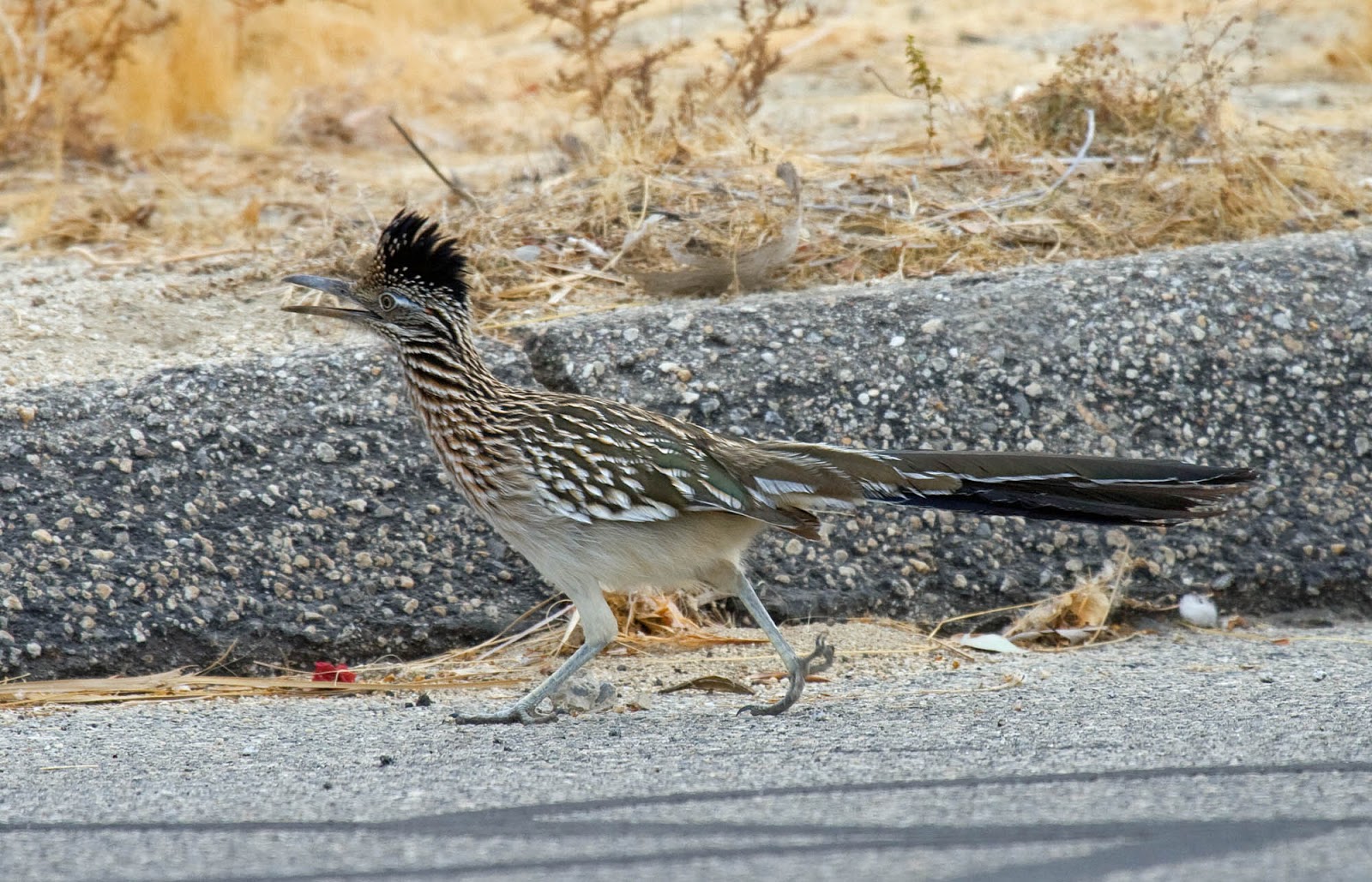 Greater Roadrunner in Borrego Springs takes me back to 1976 Greg in