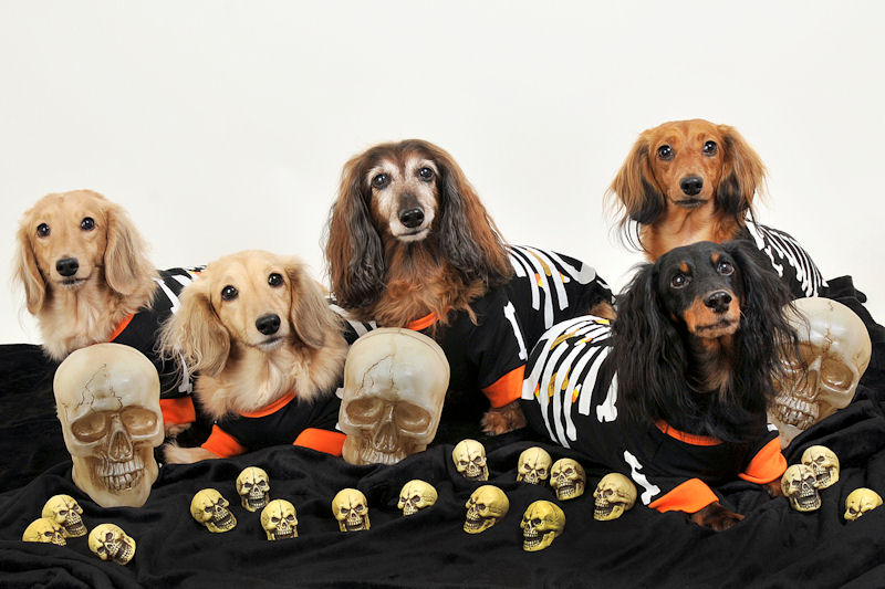The Long and Short of it All A Dachshund Dog News Magazine Happy