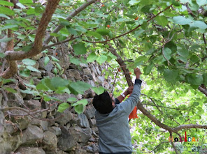 Abhishek collecting some apricots Abhishek collecting some apricots