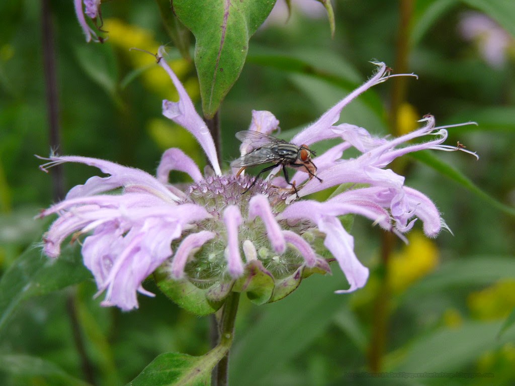 Бергамот 2 набережная ул 26б фото