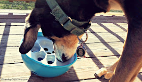 Teutul gets his PAW5 Rock 'N Bowl rockin' & rollin'! #dogbowl #rescueddog #seniordog #LapdogCreations ©LapdogCreations #sponsored