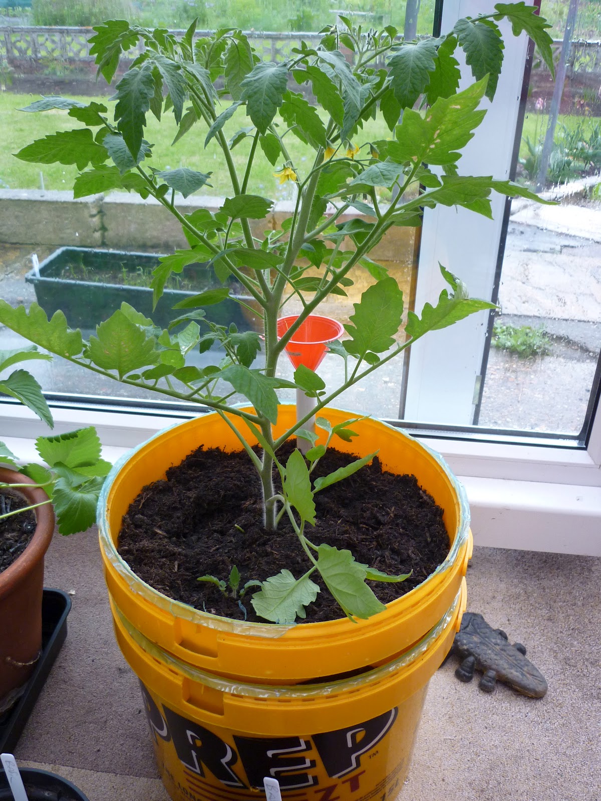 GROW COOK EAT DRINK Self watering tomato planter