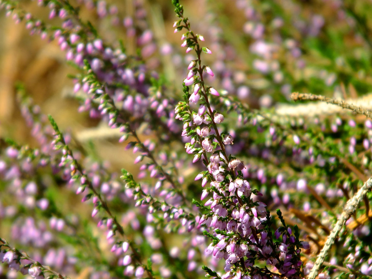 Schiller Wine Page 37 Chan 9700818 Rssing Com