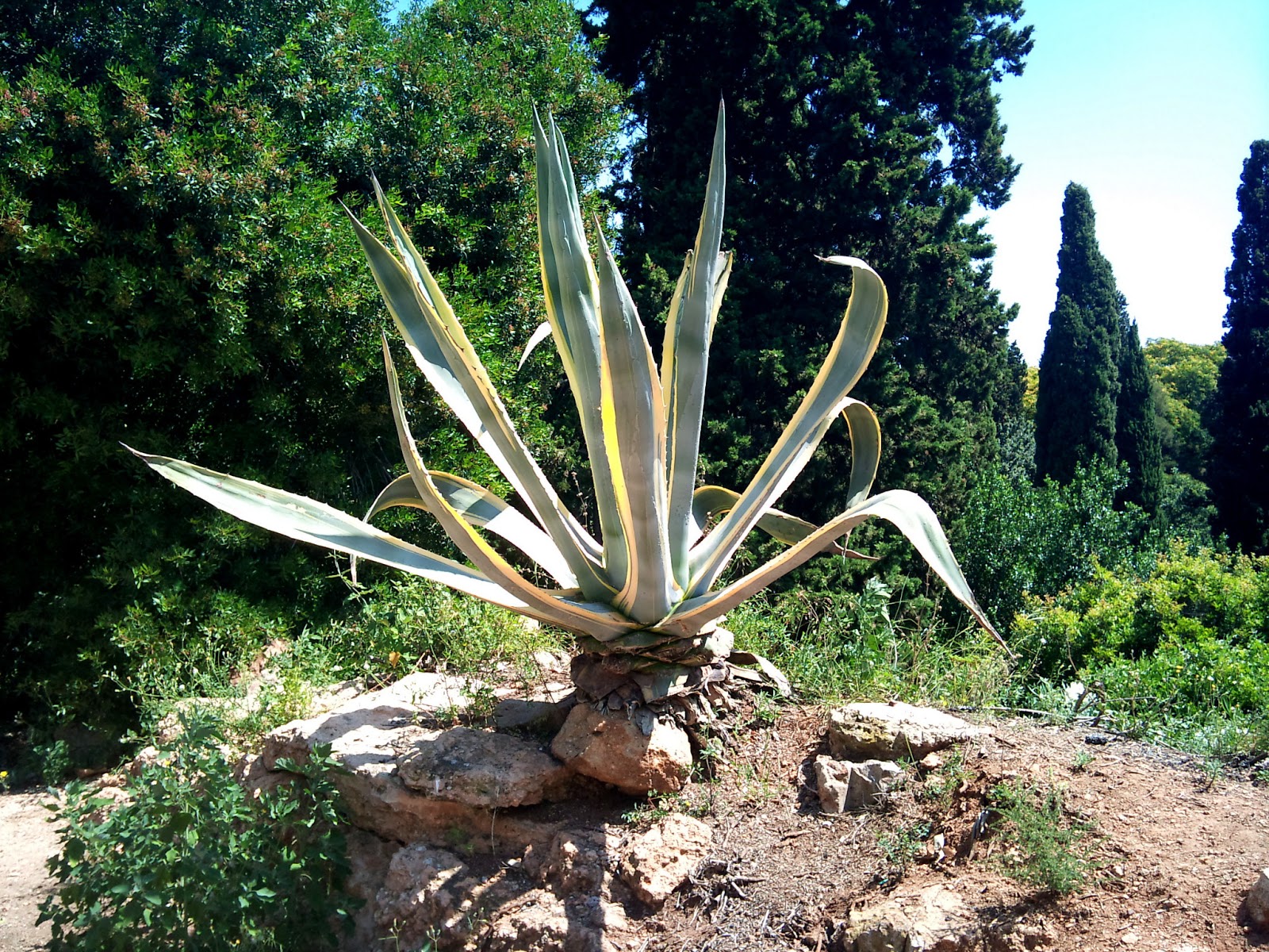 rboles-con-alma-pita-agave-americana
