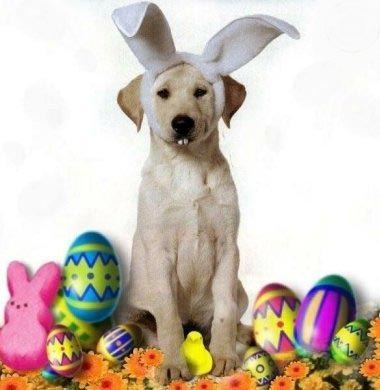 Funny Happy Easter Dog