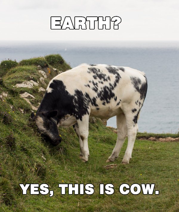 Funny Earth This Is Cow Meme Joke Picture