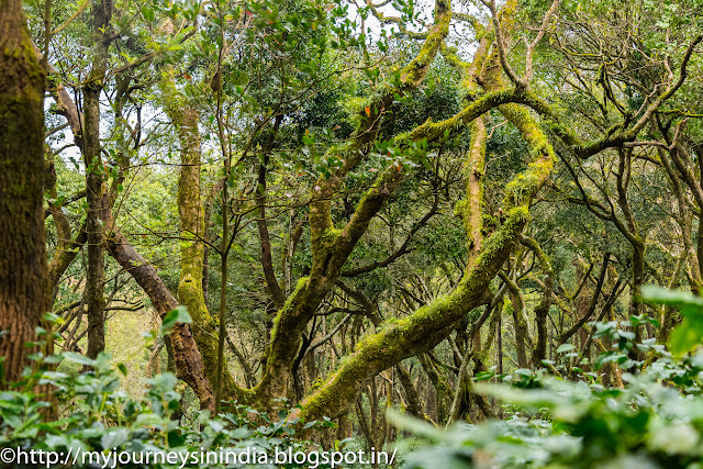 Tree with Lichens and moss