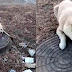 Video: Rescataron a un perro al que se le quedó pegada la lengua en una tapa de cloacas