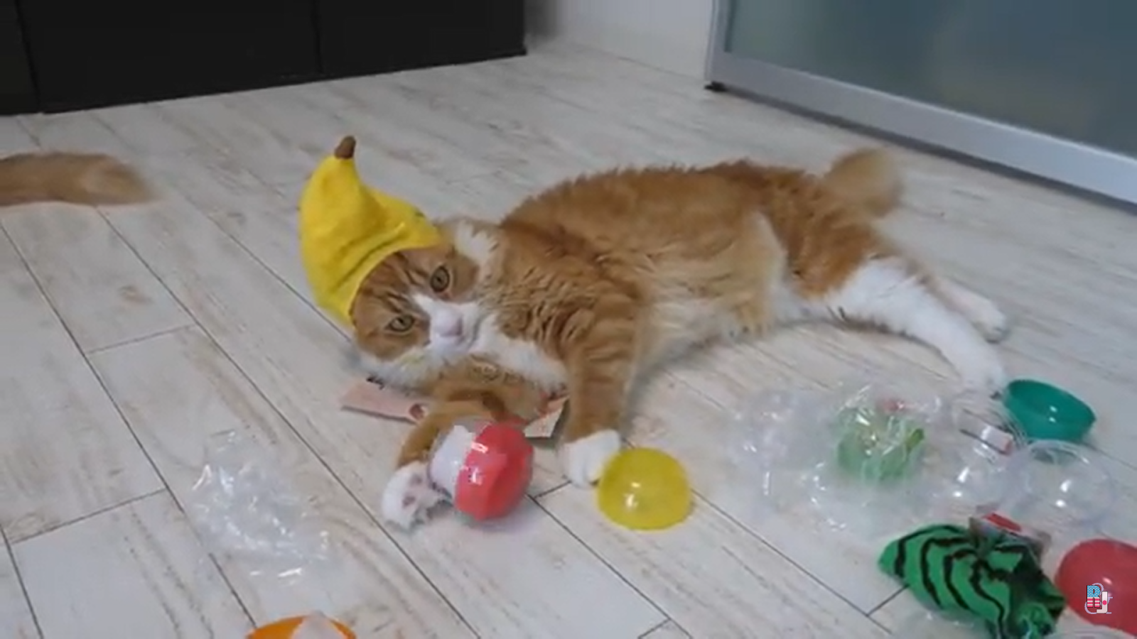 Cat Hats Fruit Style Japanese Gacha Machines