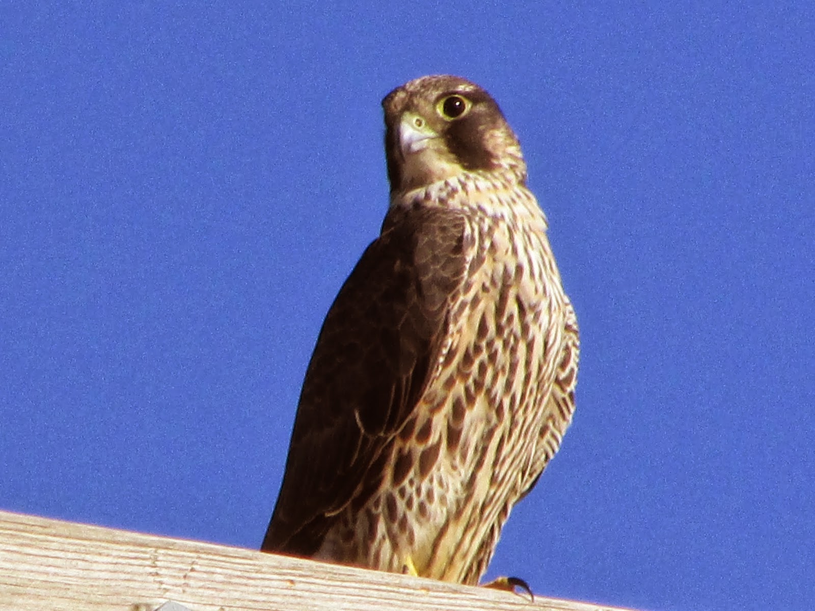 Long Island Birding Birds of Prey