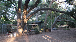 sew chick ranch tour country coop chicken