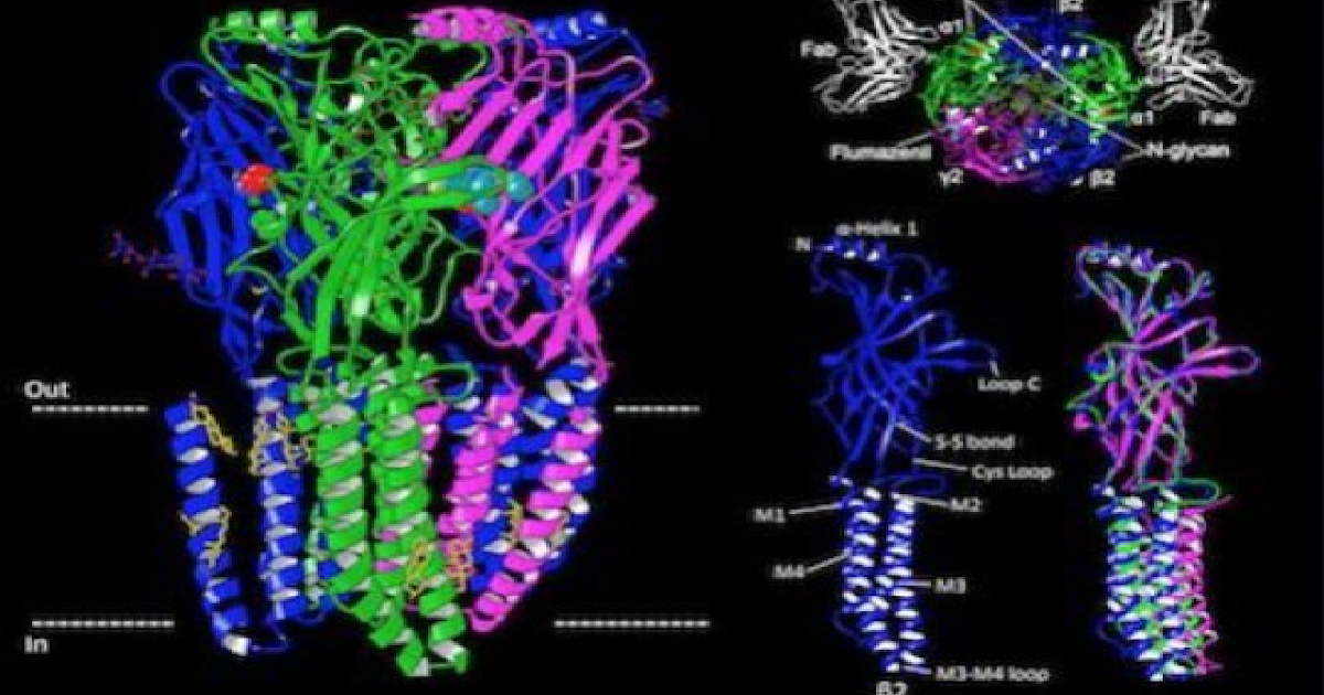 Structure of Major Brain Receptor that is Treatment Target for Epilepsy, Anxiety Solved